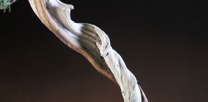 juniper bonsai detail